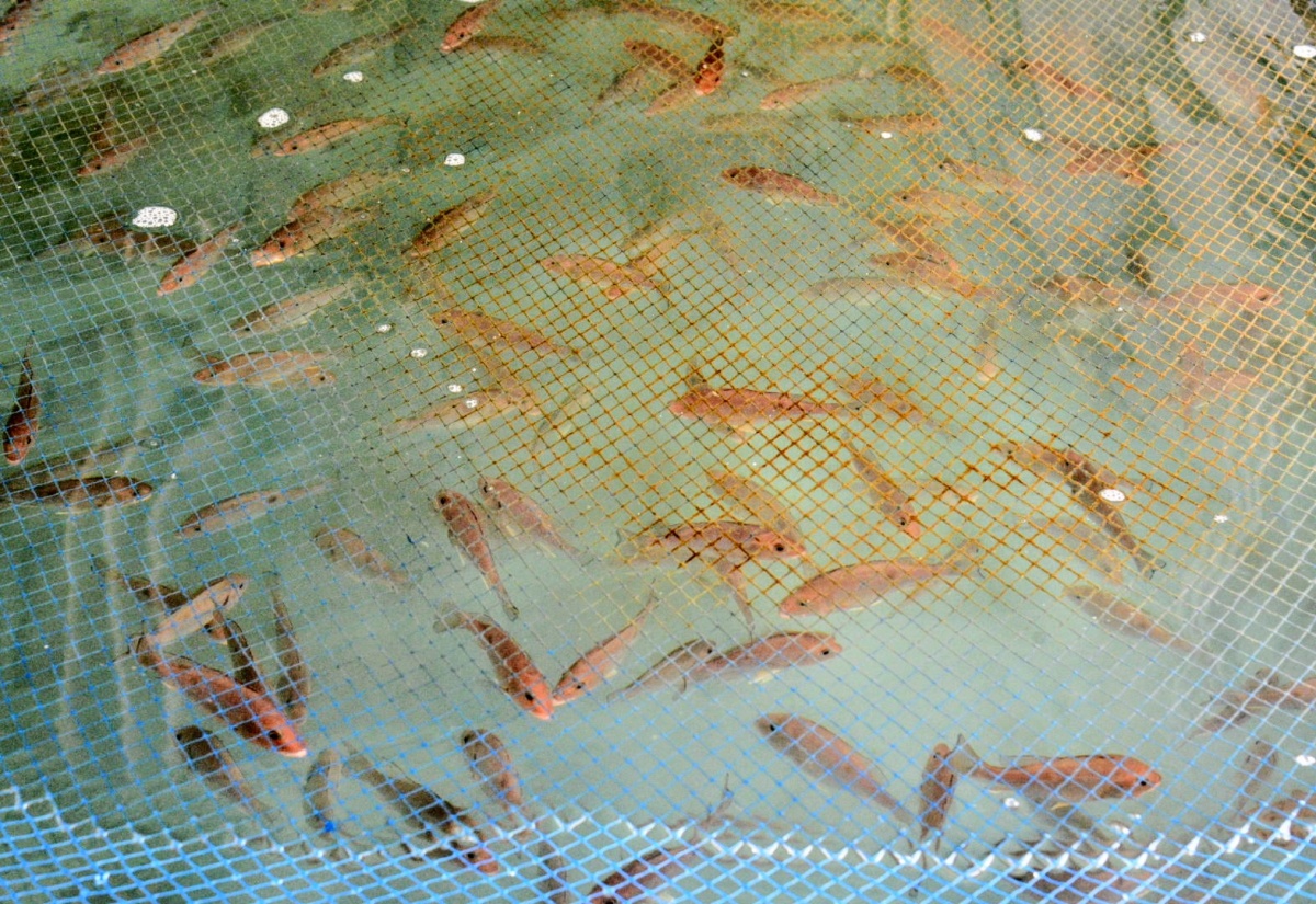 Agriculture Ministry Launches Red Snapper Pilot to Strengthen Food Security and Blue Economy