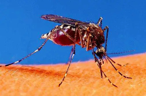 PAHO concerned over increased cases of dengue, oropouche and avian flu